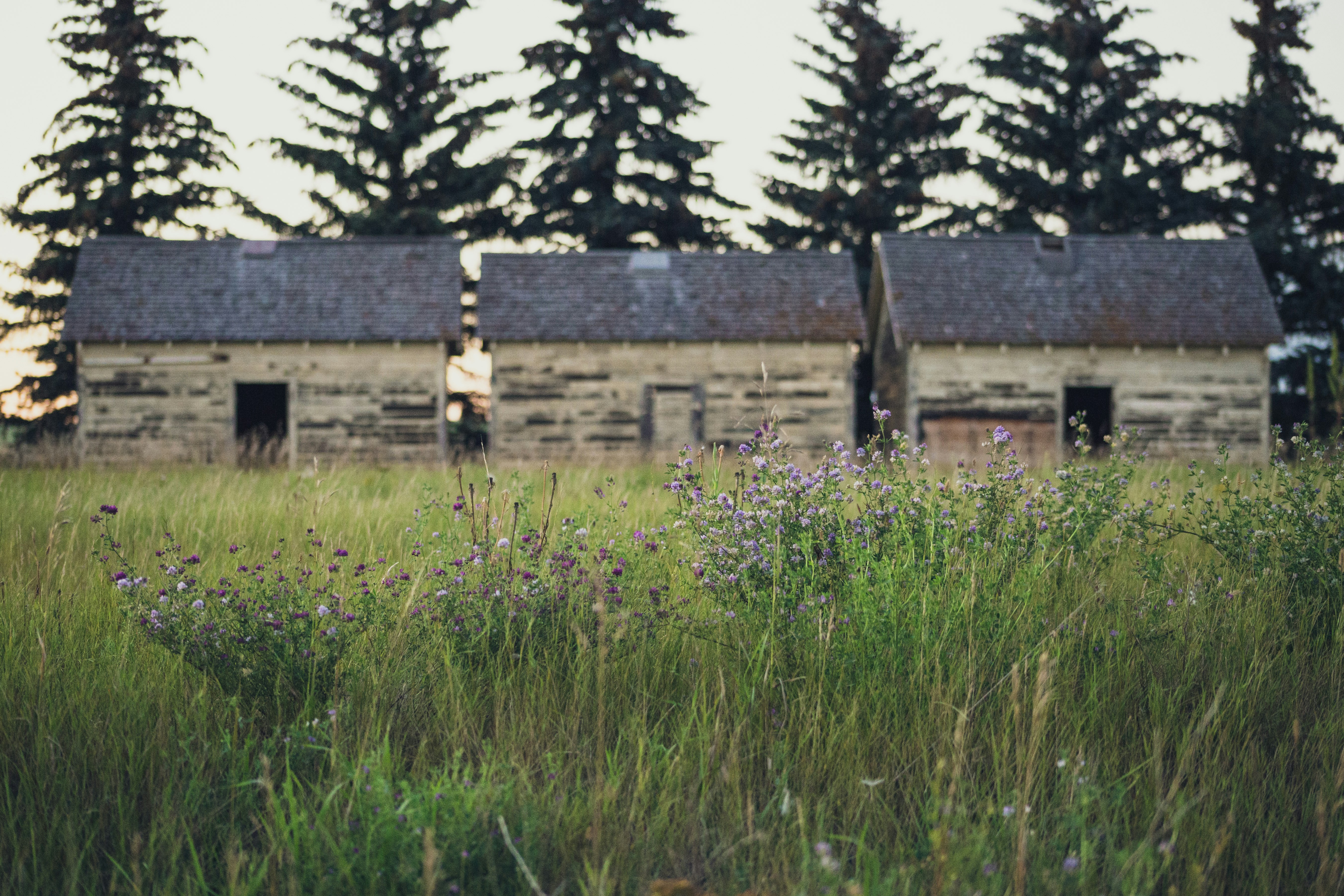 brown houses on grass fieldc